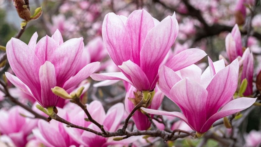 Autres bienfaits de l'écorce de magnolia à grandes fleurs