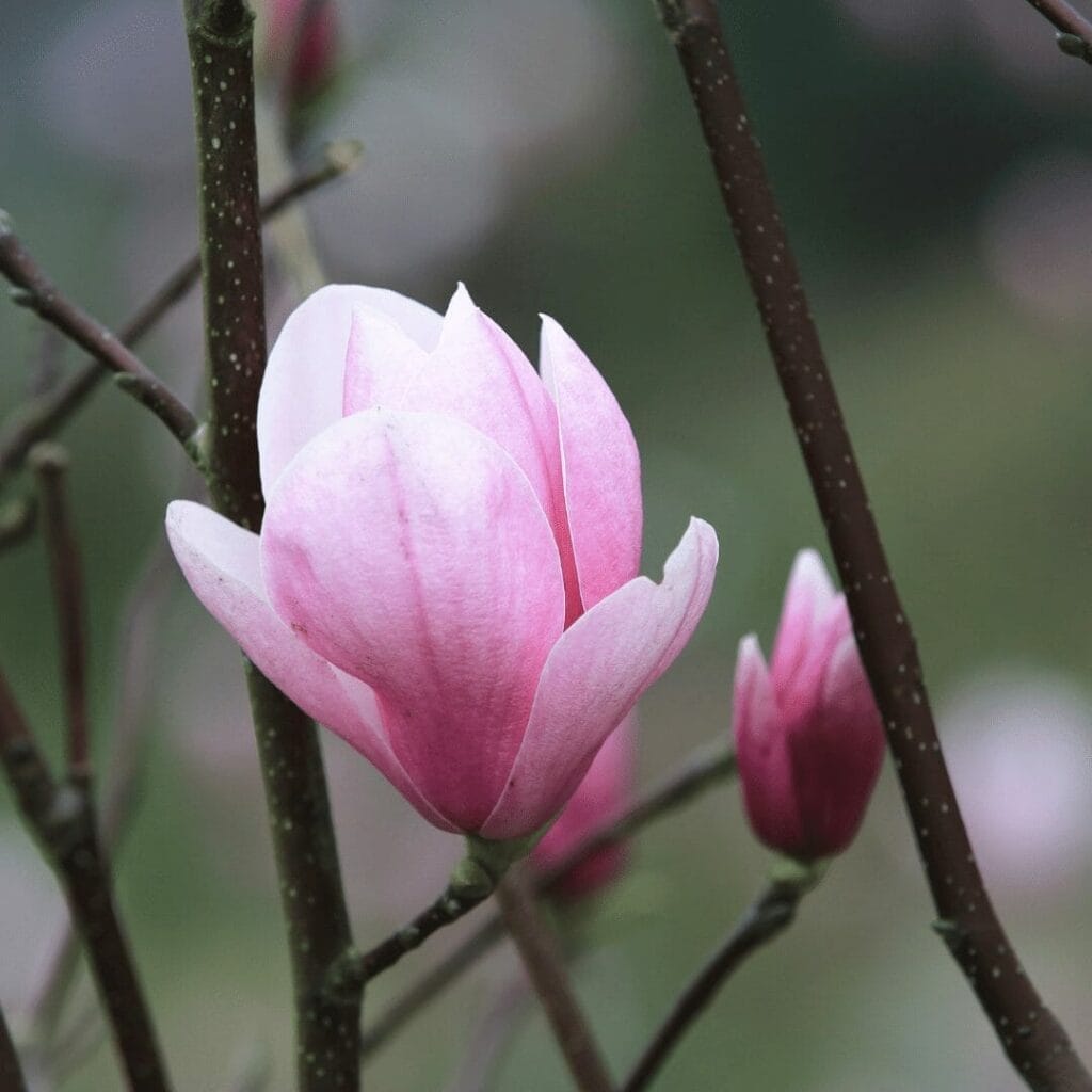 Magnolia à grandes fleurs : Votre herbe de prédilection pour le sommeil et l'anxiété
